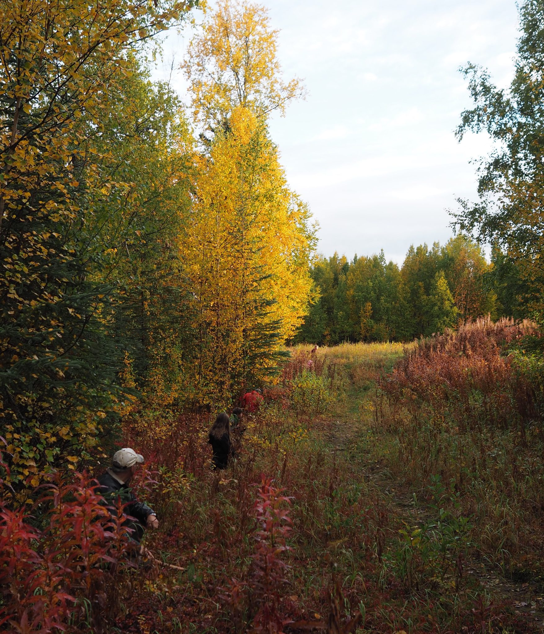waldorf students walking through the woods during fall in Alaska