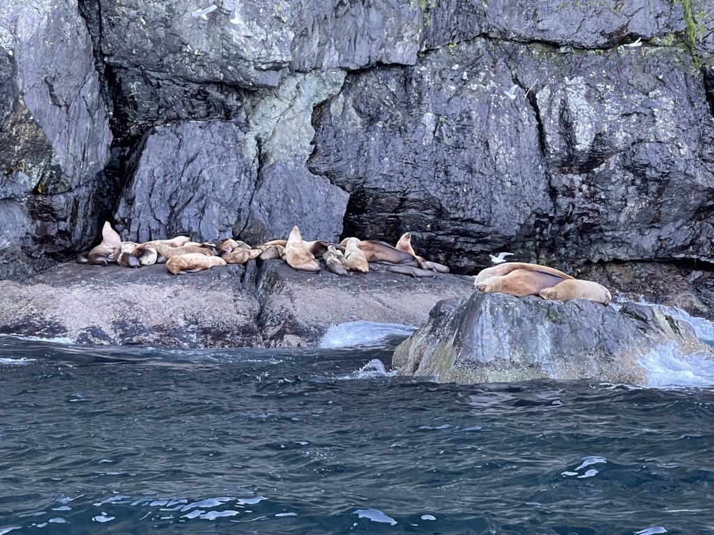 Resurrection Bay Tour!